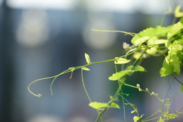 green leaf in the garden