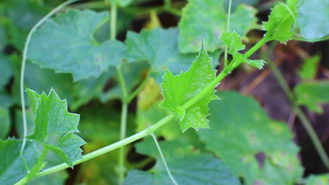 Closeup Bitter gourd, Bitter melon (Momordica charantia L.) on tree in the field