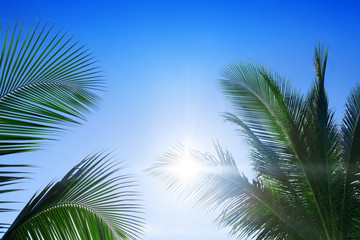 Green palm tree branches, bright blue sky, shiny sun beams background close up, palm leaves silhouette, sunlight glow, ray of lights, summer vacation concept, tropical beach holiday banner, copy space