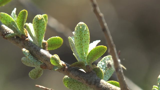 Young green leaves in early spring in farm garden. Thick fresh leaves