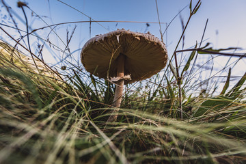 mushroom in the grass