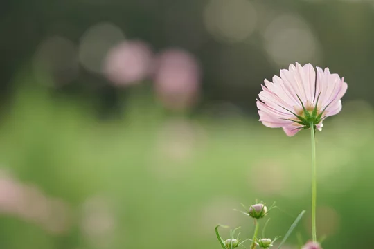 コスモス オレンジキャンパス3 Stock Photo Adobe Stock
