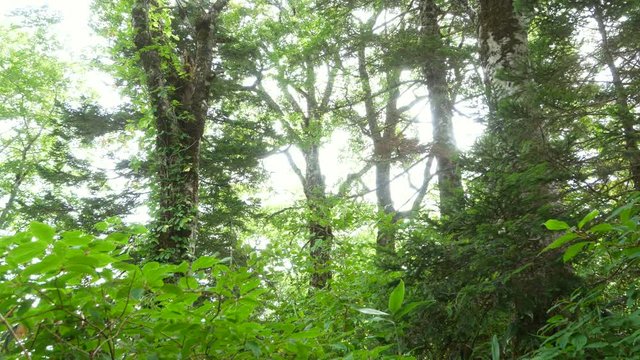 天生県立自然公園　岐阜県飛騨市　日本