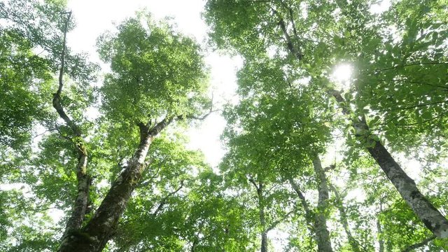天生県立自然公園　岐阜県飛騨市　日本