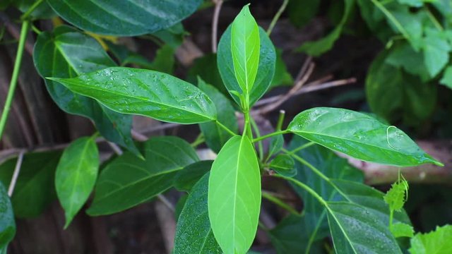 Gymnema sylvestre (Scientific name : Gymnema inodorum (Lour.) Decne.) Drug treatment for diabetes