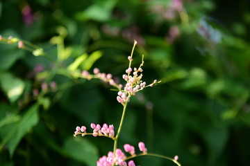 small pink flower and green leaf