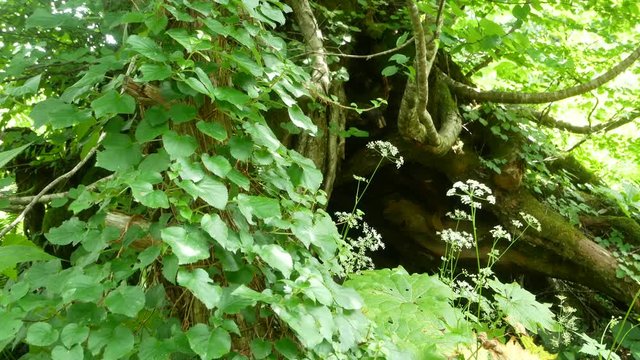 天生県立自然公園　岐阜県飛騨市　日本