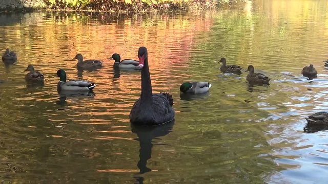A black swan swims in an artificial lake in Sophia Park, Uman, Ukraine