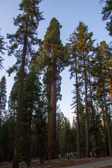 Fototapeta premium Yosemite Fall 2019