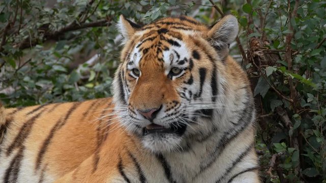 Siberian tiger calling for mate