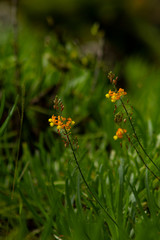 Flor Macro