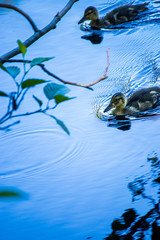 small baby ducks on pond of blue water