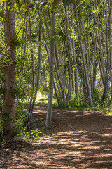 Path through woods under tree tops