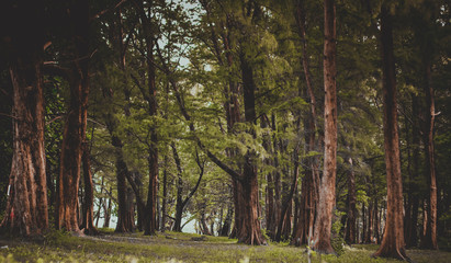 Obraz premium forest in autumn
