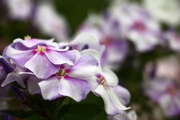 Fototapeta premium In an inflorescence of a phlox flowers with petals of beautiful colors began to reveal.