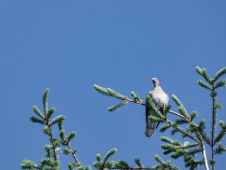 Ring-necked dove bird sitting on a branch against blue sky