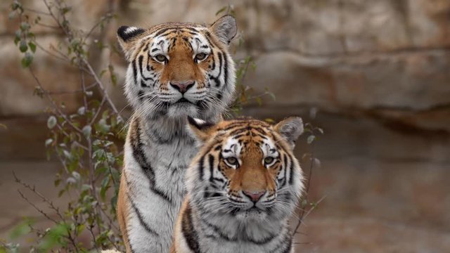 Siberian tiger (Panthera tigris altaica) family