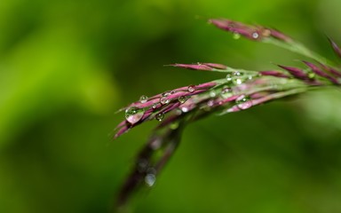 macro or close-up shot of rain drops on bunch of lavender flowers