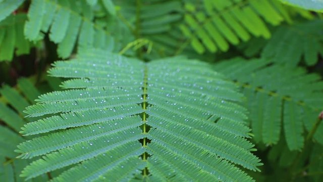 Asian Horsetail - Chaom Acacia, Leaves and branch of chaom , green plants have a special aroma. Used in cooking food, delicious.