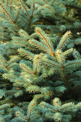 Christmas tree branches with short needles. Beautiful texture background