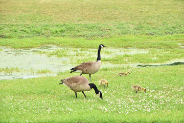 Canadian geese family feeding in a field with a pond