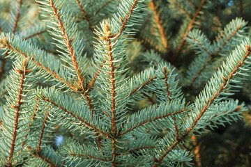 Christmas tree branches with short needles. Beautiful texture background
