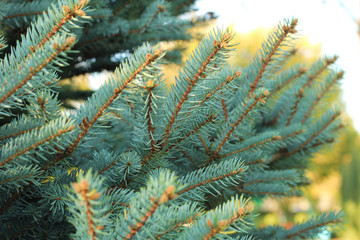 Christmas tree branches with short needles. Beautiful texture background