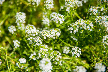 colorful flowers, flower arrangements at a market in San Francisco 
