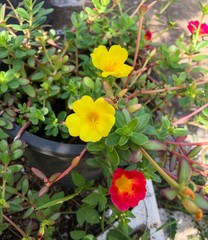 Common Purslane, Verdolaga, Pigweed, Little Hogweed or Pusley