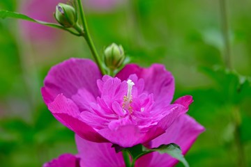 Fototapeta premium 光を浴びて輝く満開の八重のムクゲの花