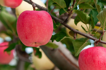 【青森津軽のりんご園】津軽の真っ赤なりんごは日本一!
