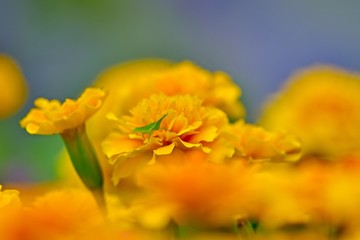 満開のマリーゴールドとバッタのコラボシーン