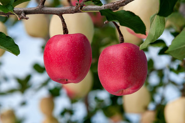 【青森津軽のりんご園】津軽の真っ赤なりんごは日本一!