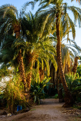 Green date palm trees against the blue sky