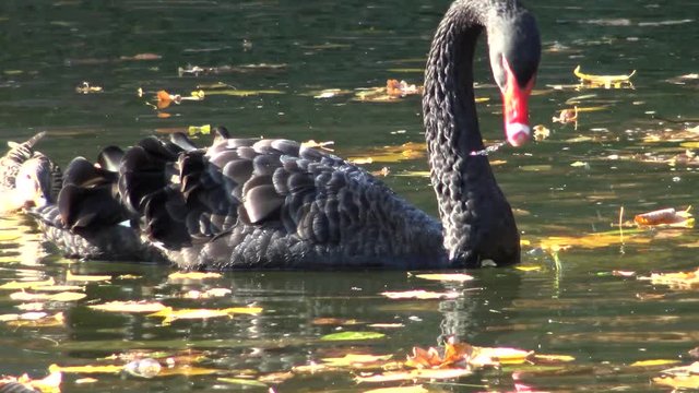 A black swan swims in an artificial lake in Sophia Park, Uman, Ukraine