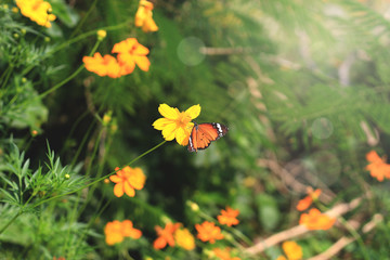 Common tiger butterfly on yellow cosmos flower in cosmos field, beautiful vivid natural summer garden outdoor park image.