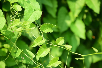 greenleaf and sunligh in the garden
