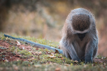 Mono buscando alimento entre las hojas otoñales con espacio para texto publicitario