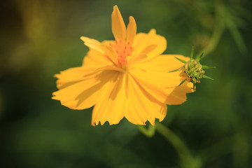 Closeup yellow cosmos flower blooming cosmos flower field, beautiful vivid natural summer garden outdoor park image.