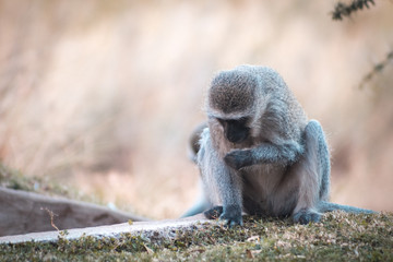 Mono buscando alimento entre las hojas otoñales con espacio para texto publicitario