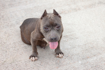 Gray Pit Bull dog is sitting and sticking out the tongue with heat on the cement floor.