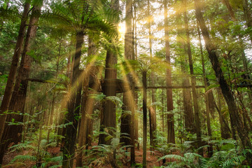 Burst of sunlight in the lush redwoods Whakarewarewa Forest in Rotorua