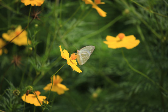White butterfly on yellow cosmos flower, beautiful vivid natural summer garden outdoor park image.