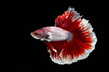 Red and white betta fish, Siamese fighting fish, betta splendens (Halfmoon betta, Pla-kad (biting fish) isolated on black background. File contains a clipping path.