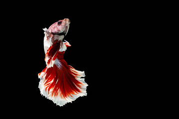 Red and white betta fish, Siamese fighting fish, betta splendens (Halfmoon betta, Pla-kad (biting fish) isolated on black background. File contains a clipping path.