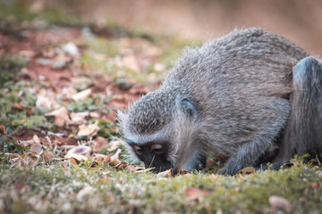 Mono buscando alimento entre las hojas con espacio para texto publicitario