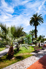 Fototapeta premium palm trees on the beach