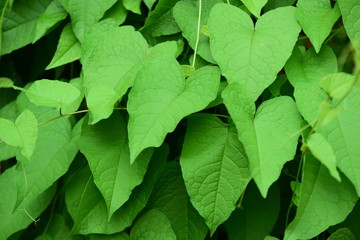 greenleaf and sunligh in the garden