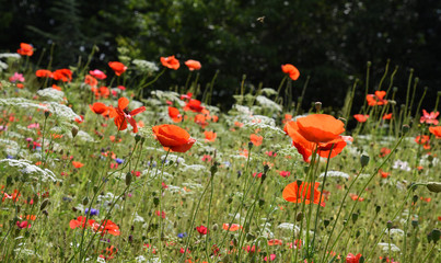 Beautiful field of wild flowers including poppies and corn flowers.