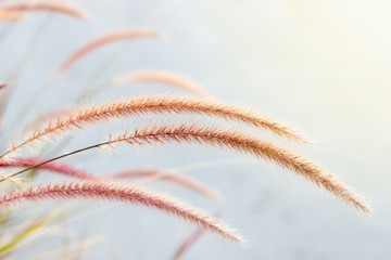 African fountain grass or foxtail fountain grass or purple grass flower ( Pennisetum setaceum Forssk.)